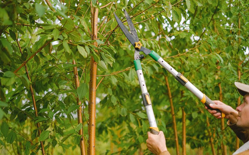 Tree trimming in Maple City, KS